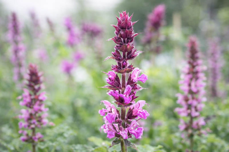 Salvia Nemorosa 'Rose Marvel', Sage 'Rose Marvel', Balkan Clary 'Rose Marvel', Steppe Sage 'Rose Marvel', Pink Sage, Pink Salvia