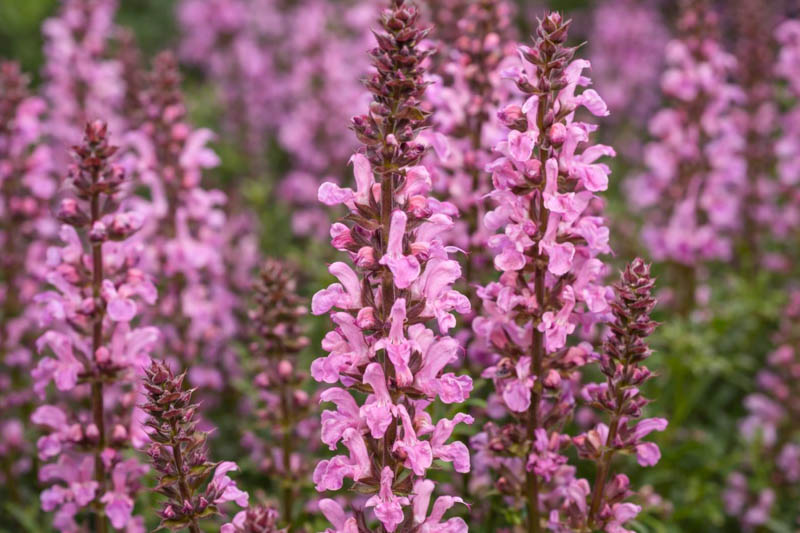 Salvia nemorosa 'Rose Marvel' with ultra-large deep rose flower spikes and purple calyces