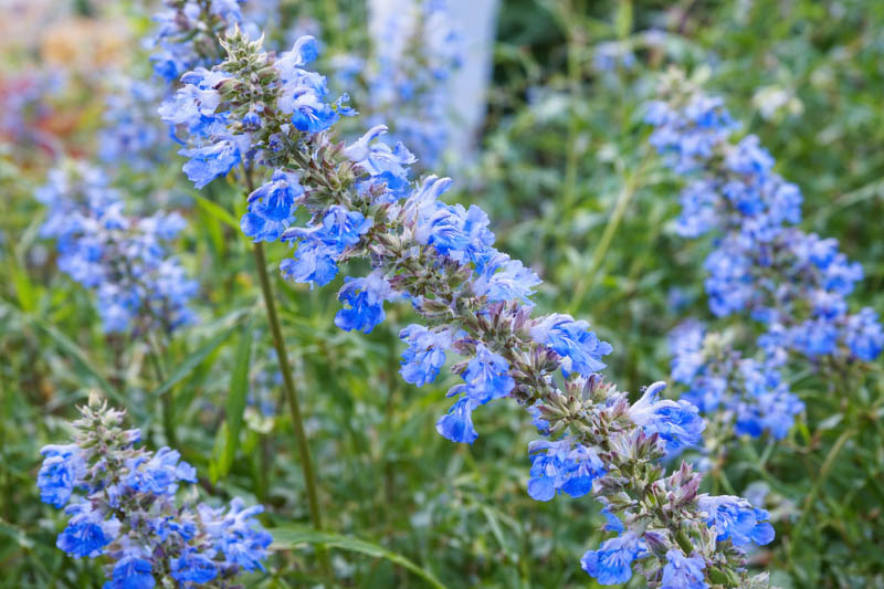 Salvia uliginosa, Bog Sage, blue salvia, late summer blue flowers, pollinator plant