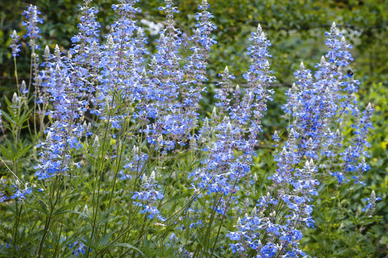 Salvia uliginosa, Bog Sage, Blue Spike Sage, Blue Salvia, Blue Sage, Blue Flowers