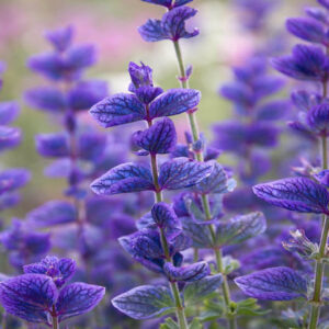 Salvia Horminum 'Blue Denim', Annual Sage 'Blue Denim', Salvia Viridis 'Blue Denim', Annual Clary 'Blue Denim', Blue Sage, Blue Salvia