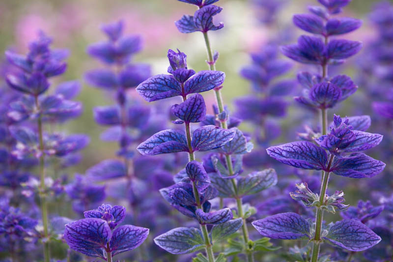 Salvia horminum 'Blue' (Annual Sage): Uses, Design, Care