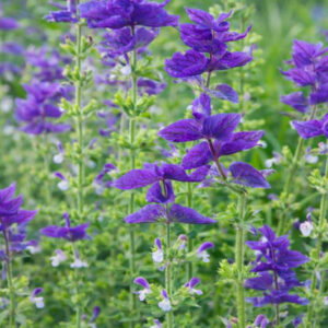 Salvia Horminum 'Blue Monday', Annual Sage 'Blue Monday' , Salvia Viridis 'Blue Monday', Annual Clary 'Blue Monday'