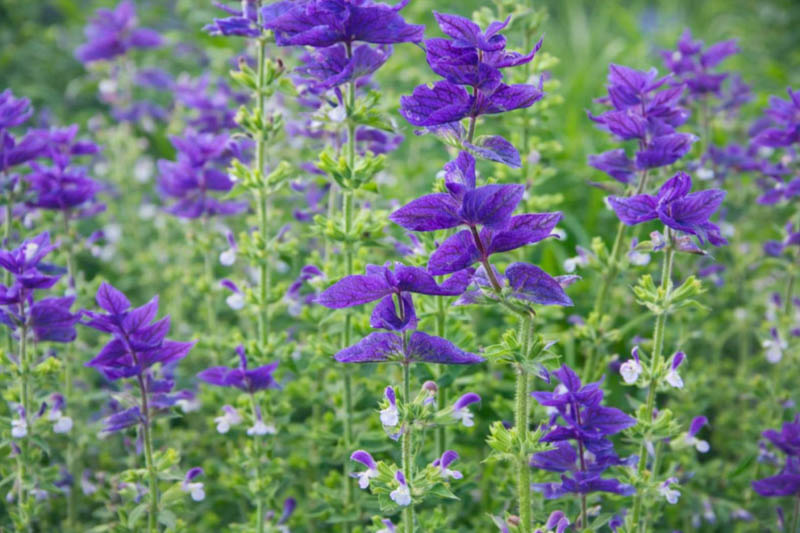Salvia horminum 'Blue Monday', annual sage, painted sage, deep blue bracts, summer into fall blooming annual, cut flower