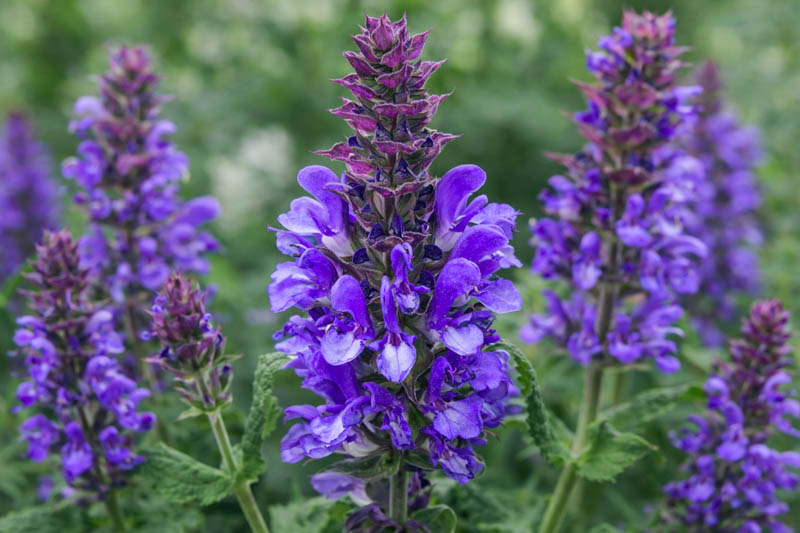 Salvia nemorosa 'Blue Marvel' with ultra-large violet-blue flower spikes and purple calyces