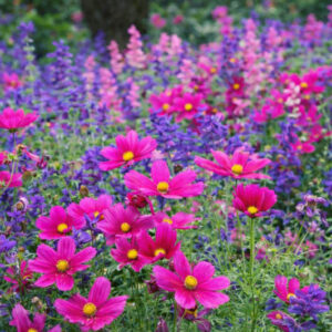 Salvia viridis and Cosmos flowers, Annual Sage, Annual Clary, Painted salvia