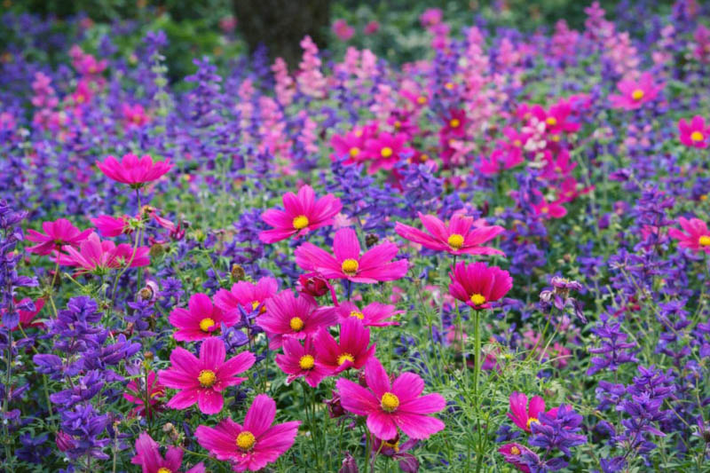 Salvia viridis and Cosmos flowers, Salvia horminum, Calendula officinalis, Annual Sage, Annual Clary, Painted salvia