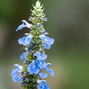 Salvia uliginosa, Bog Sage, Blue Spike Sage, Blue Salvia, Blue Sage, Blue Flowers