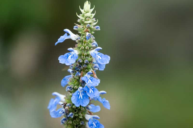 Salvia uliginosa, Bog Sage, Blue Spike Sage, Blue Salvia, Blue Sage, Blue Flowers