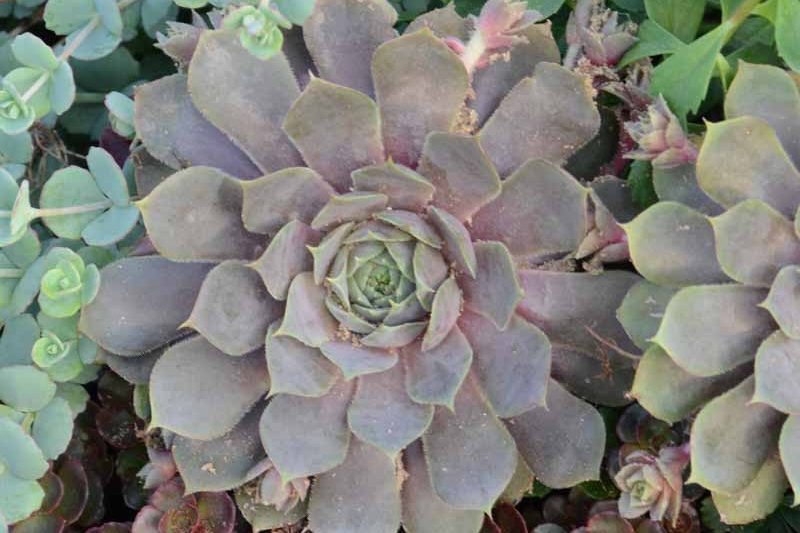 Sempervivum 'Pacific Blue Ice', Hens and Chicks 'Pacific Blue Ice', Houseleek 'Pacific Blue Ice', succulent, evergreen succulent, Blue Succulent, drought tolerant perennial, drought tolerant plant