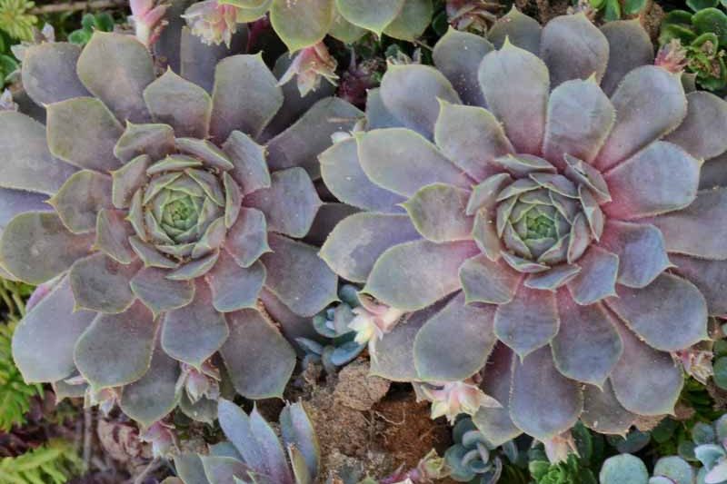 Sempervivum 'Pacific Blue Ice', Hens and Chicks 'Pacific Blue Ice', Houseleek 'Pacific Blue Ice', succulent, evergreen succulent, Blue Succulent, drought tolerant perennial, drought tolerant plant