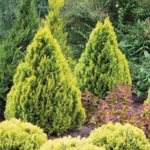 Thuja Occidentalis 'Filips Magic Moment', Filips Magic Moment Arborvitae, White Cedar 'Filips Magic Moment', Northern White Cedar 'Filips Magic Moment', Swamp Cedar 'Filips Magic Moment', yellow thuja, golden thuja