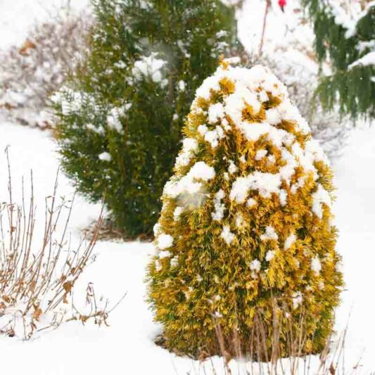 Thuja Occidentalis 'Filips Magic Moment', Filips Magic Moment Arborvitae, White Cedar 'Filips Magic Moment', Northern White Cedar 'Filips Magic Moment', Swamp Cedar 'Filips Magic Moment', yellow thuja, golden thuja