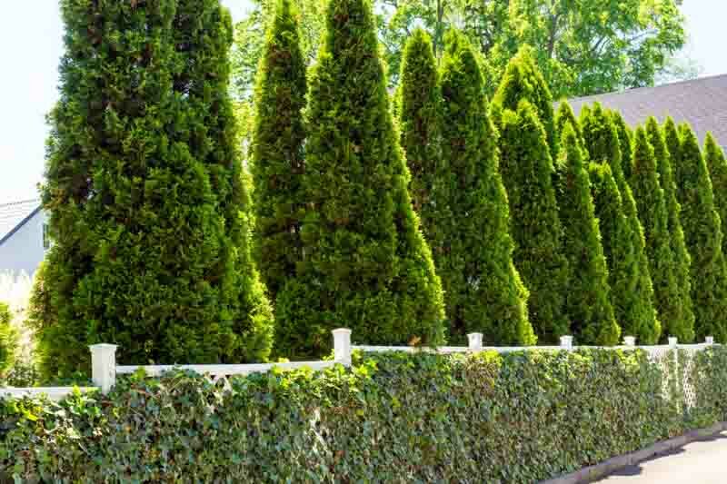 Emerald Green Arborvitae (Thuja occidentalis 'Smaragd')