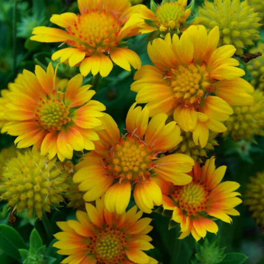 Gaillardia x grandiflora 'Arizona Apricot' (Blanket Flower)