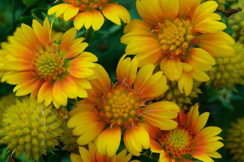 Gaillardia x grandiflora 'Arizona Apricot' (Blanket Flower)