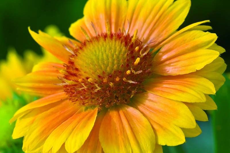 Gaillardia x grandiflora 'Arizona Apricot' (Blanket Flower)
