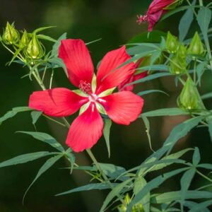 Texas Star Hibiscus, Red Hibiscus, Scarlet Rose Mallow,Texas Hibiscus, Hibiscus coccineus