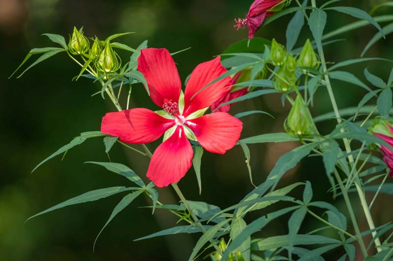 Texas Star Hibiscus, Red Hibiscus, Scarlet Rose Mallow,Texas Hibiscus, Hibiscus coccineus