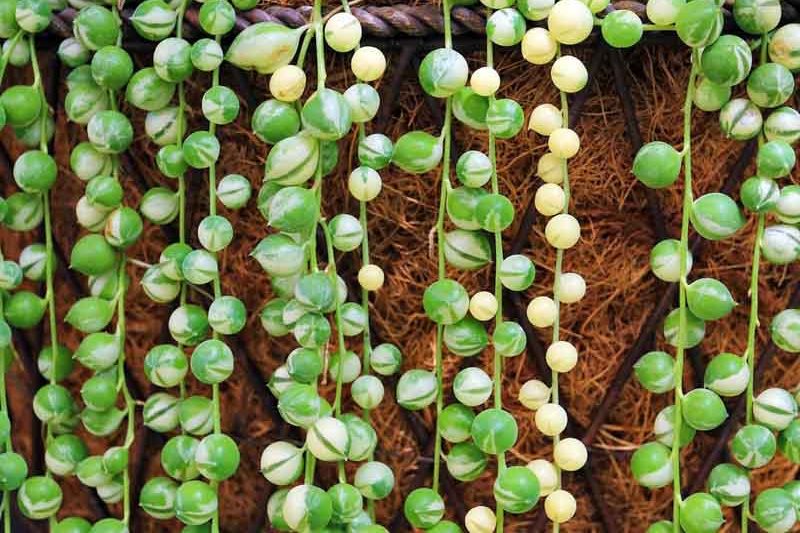 Senecio rowleyanus, String of Pearls, String of Beads, Hanging Succulent, Hanging basket Succulent