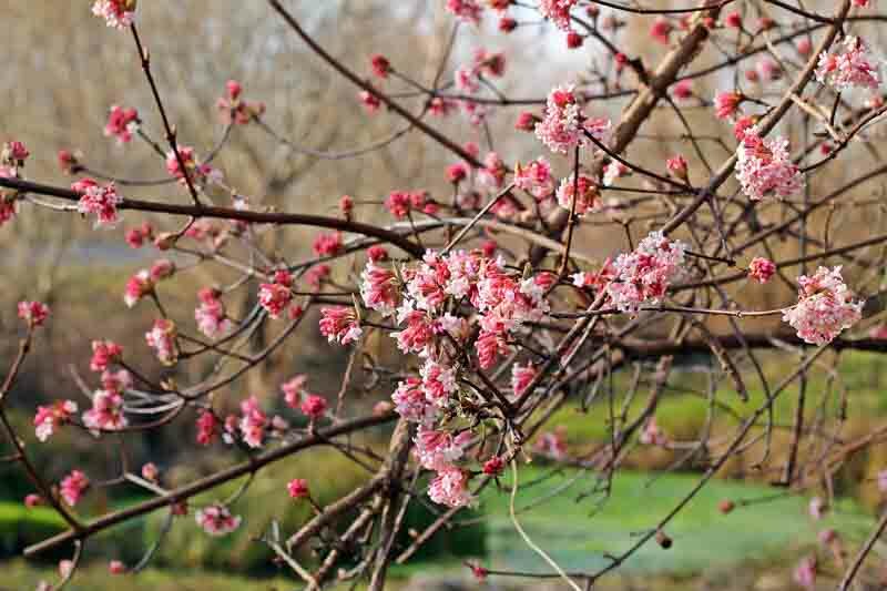 Viburnum × bodnantense 'Dawn', Arrowwood 'Dawn', 'Dawn' Viburnum,