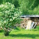 Viburnum, Viburnum opulus, Cranberrybush