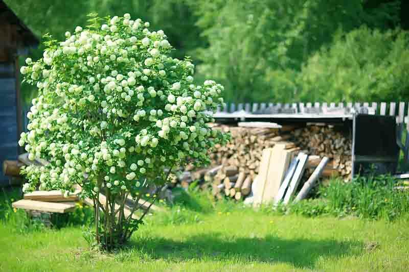 Viburnum, Viburnum opulus, Cranberrybush