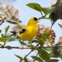 Viburnum flowers, Goldfinch