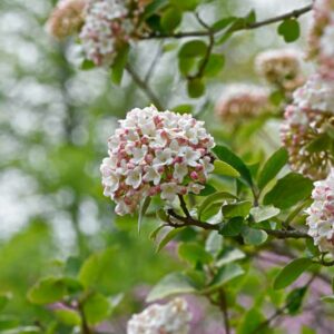 Fragrant Viburnum, Viburnum x carlcephalum