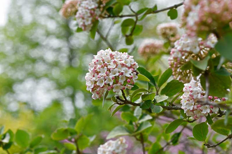 Fragrant Viburnum, Viburnum x carlcephalum