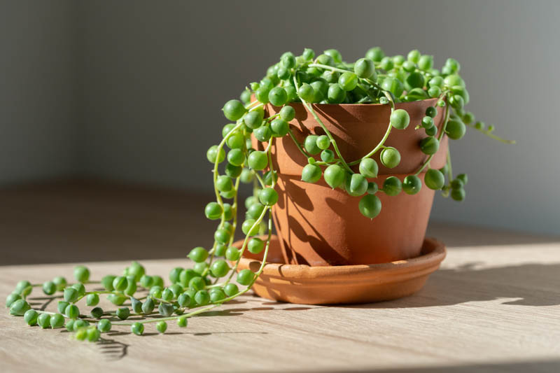 Senecio rowleyanus, String of Pearls, String of Beads, Hanging Succulent, Hanging basket Succulent