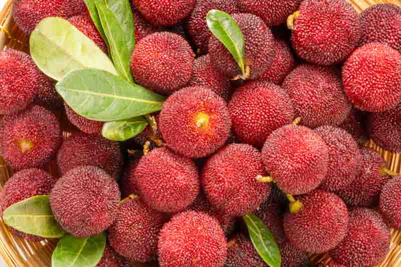 Strawberry Tree, Killarney Strawberry, Evergreen Tree, Strawberry Tree flowers and fruits, Arbutus unedo