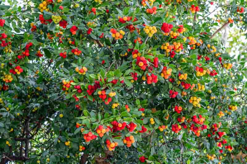 Strawberry Tree, Killarney Strawberry, Evergreen Tree, Strawberry Tree flowers and fruits, Arbutus unedo