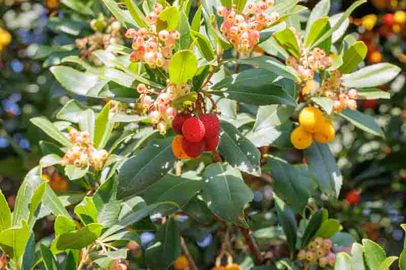 Strawberry Tree, Killarney Strawberry, Evergreen Tree, Strawberry Tree flowers and fruits, Arbutus unedo