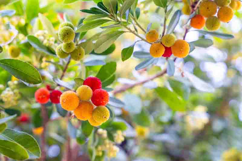 Strawberry Tree, Killarney Strawberry, Evergreen Tree, Strawberry Tree flowers and fruits, Arbutus unedo