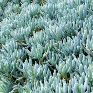 Senecio serpens, Blue Chalk Stick, Blue Chalksticks, Kleinia radicans, Senecio repens, Kleinia repens, Blue succulent, Blue groundcover, Groundcover succulent
