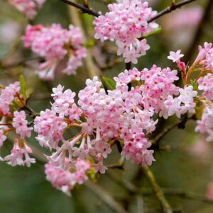 Viburnum × bodnantense 'Dawn', Arrowwood 'Dawn', 'Dawn' Viburnum,