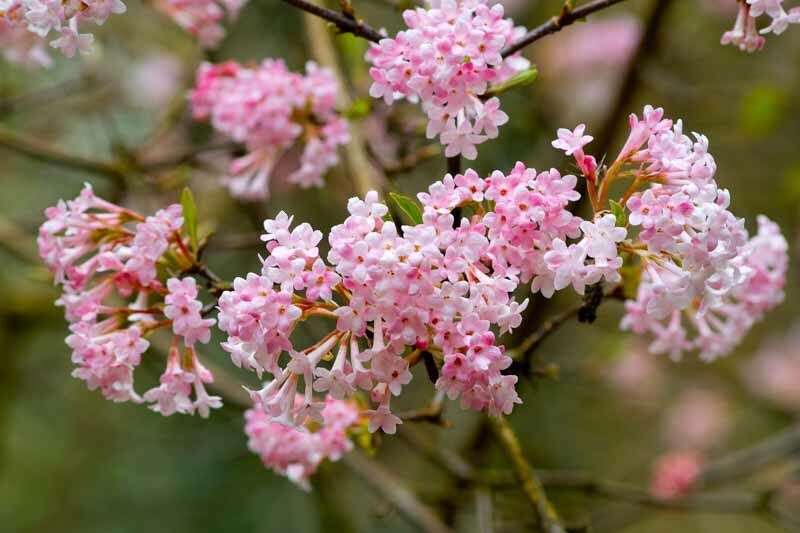 Viburnum × bodnantense 'Dawn', Arrowwood 'Dawn', 'Dawn' Viburnum,