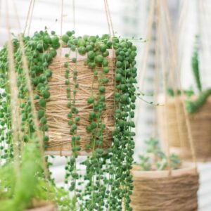 Senecio rowleyanus, String of Pearls, String of Beads, Hanging Succulent, Hanging basket Succulent