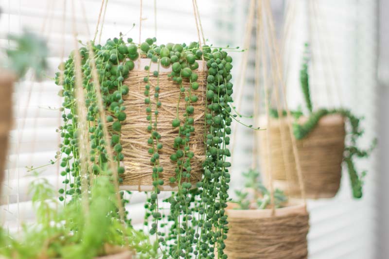 Senecio rowleyanus, String of Pearls, String of Beads, Hanging Succulent, Hanging basket Succulent