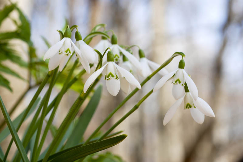 Snowdrop, Snowdrops, Galanthus