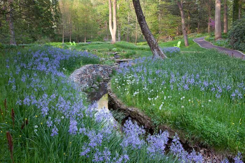 Camassia, camas, quamash