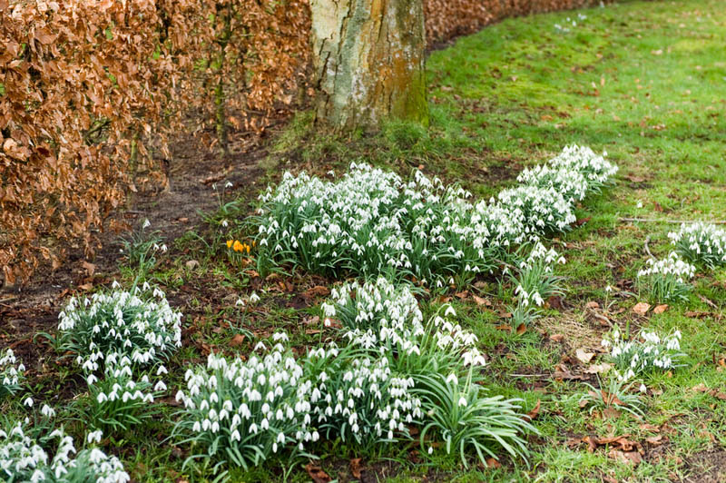 Snowdrop, Snowdrops, Galanthus