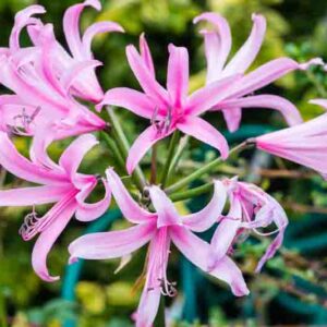 Nerine bowdenii, Guernsey Lily, Cape Flower, Japanese Spider Lily, Cornish Lily, Jersey Lily, Bowden Lily, Fall Flowers, Purple Flowers