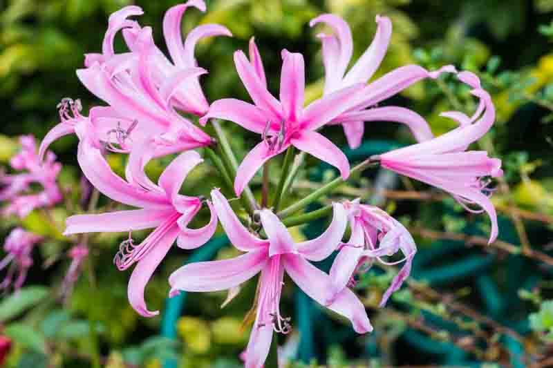 Nerine bowdenii, Guernsey Lily, Cape Flower, Japanese Spider Lily, Cornish Lily, Jersey Lily, Bowden Lily, Fall Flowers, Purple Flowers