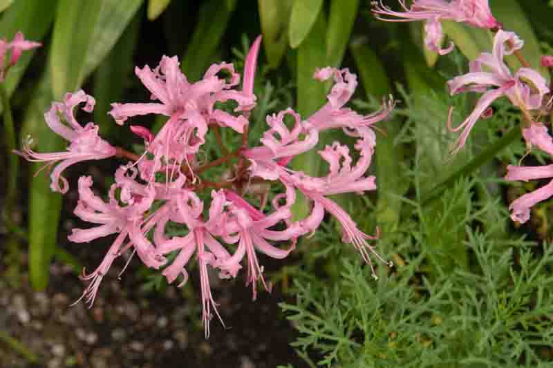 Nerine bowdenii, Guernsey Lily, Cape Flower, Japanese Spider Lily, Cornish Lily, Jersey Lily, Bowden Lily, Fall Flowers, Purple Flowers