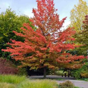 Quercus palustris, Pink Oak, Swamp Spanish Oak, Red Leaves, Tree with fall color, Fall color, Attractive bark Tree