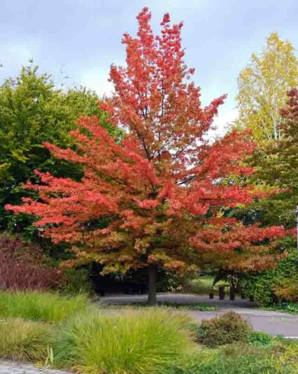 Quercus palustris, Pink Oak, Swamp Spanish Oak, Red Leaves, Tree with fall color, Fall color, Attractive bark Tree