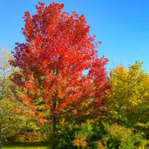 Acer × freemanii Autumn Blaze, Freeman Maple 'Autumn Blaze', Acer × freemanii 'Jeffersred', Acer platanoides 'Autumn Blaze', Acer rubrum 'Autumn Blaze', Acer saccharinum 'Autumn Blaze', Tree with fall color, Fall color, Attractive bark Tree, Red leaves, Red Acer, Red Japanese Maple