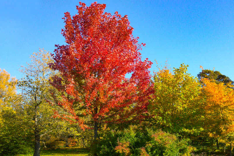 Acer × freemanii Autumn Blaze, Freeman Maple 'Autumn Blaze', Acer × freemanii 'Jeffersred', Acer platanoides 'Autumn Blaze', Acer rubrum 'Autumn Blaze', Acer saccharinum 'Autumn Blaze', Tree with fall color, Fall color, Attractive bark Tree, Red leaves, Red Acer, Red Japanese Maple